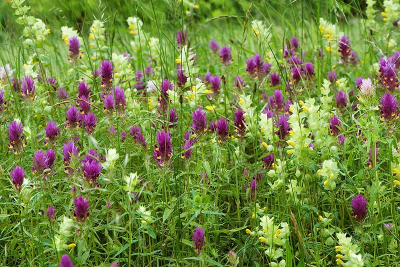 Meadow with field cow-wheat (Melampyrum arvense) and greater yellow rattle (Rhinanthus alectorolophus)