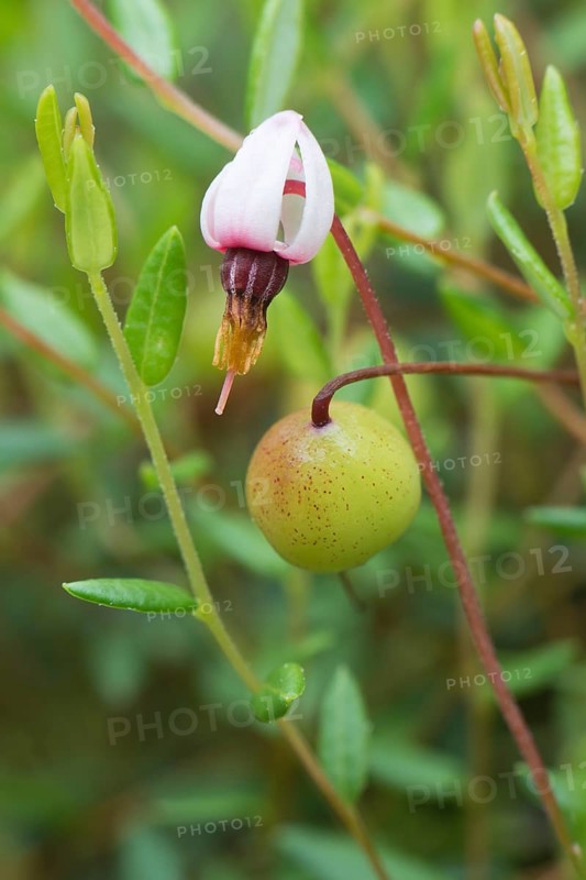 Cranberry (Vaccinium oxycoccos)