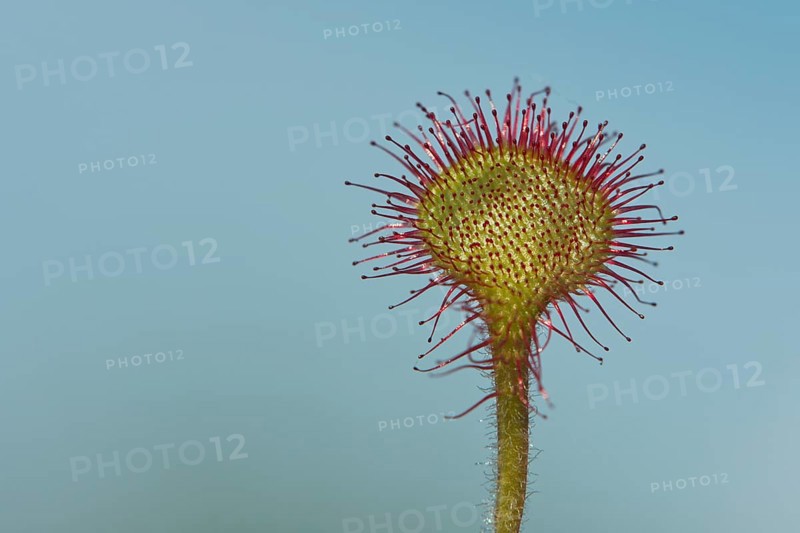 Round-leaved or common sundew (Drosera rotundifolia) against blue sky