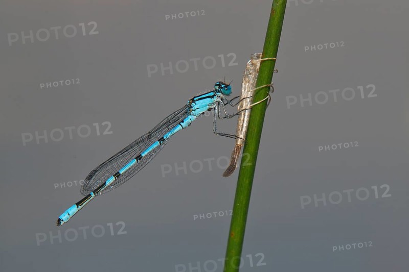 Common blue damselfly