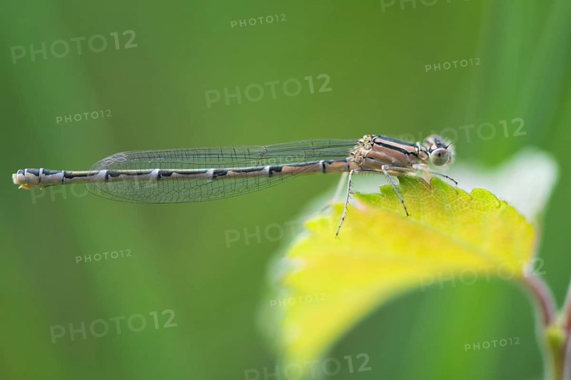 Common blue damselfly