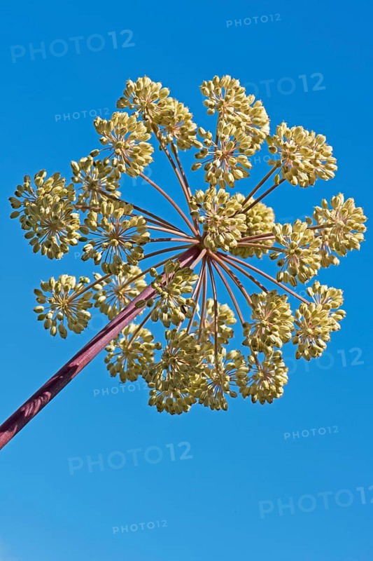 Garden angelica