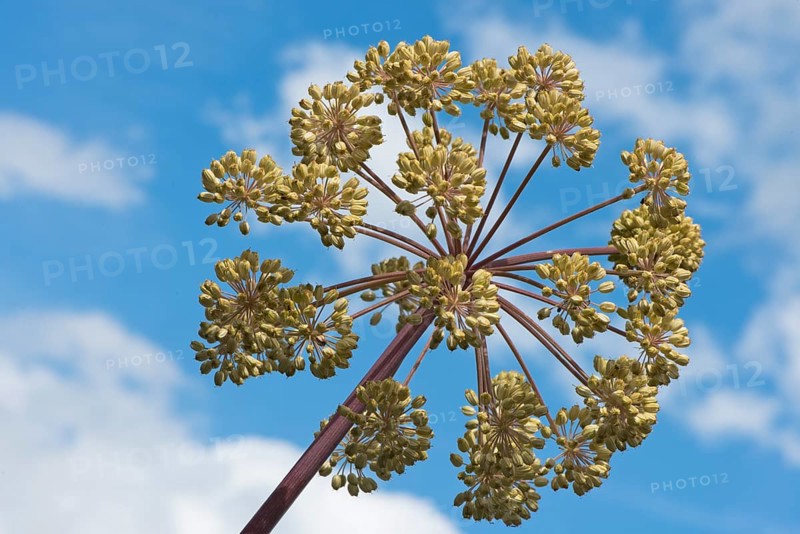Garden angelica