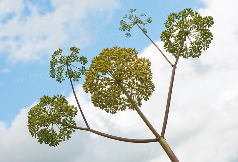 Garden angelica