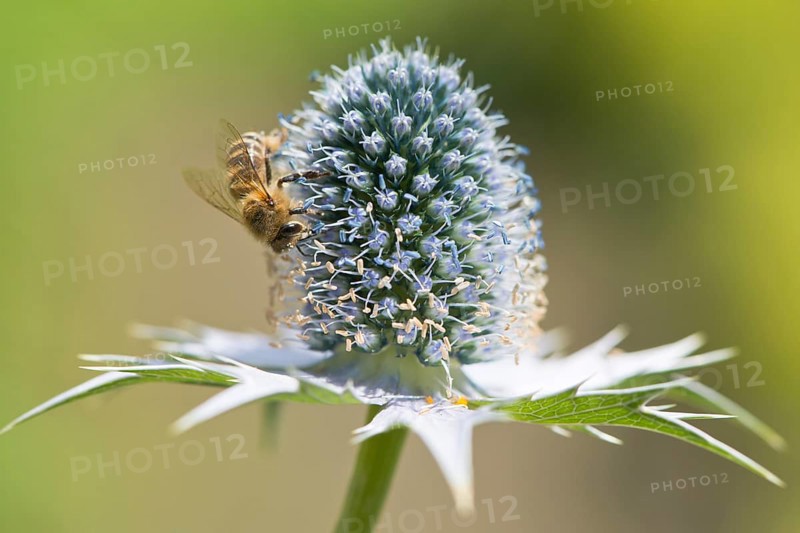Miss Willmott's ghost (Eryngium giganteum) with European honey bee (Apis mellifera)