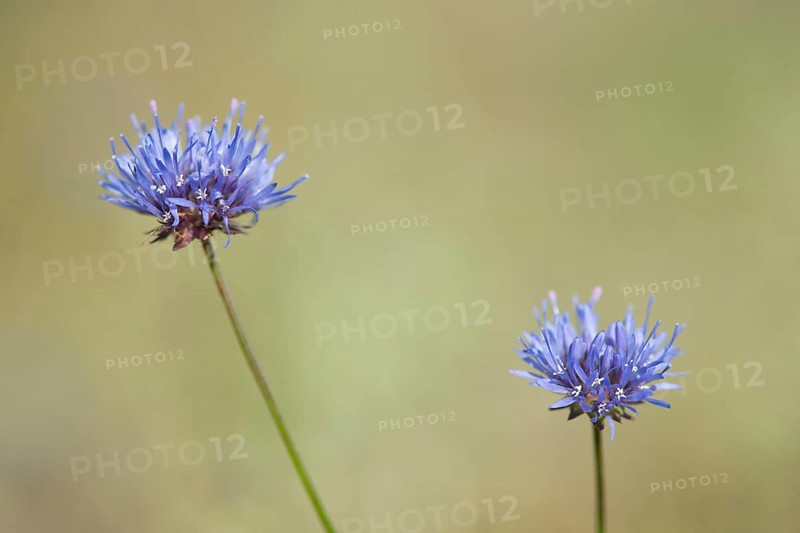 Sheep's bit scabious (Jasione montana)