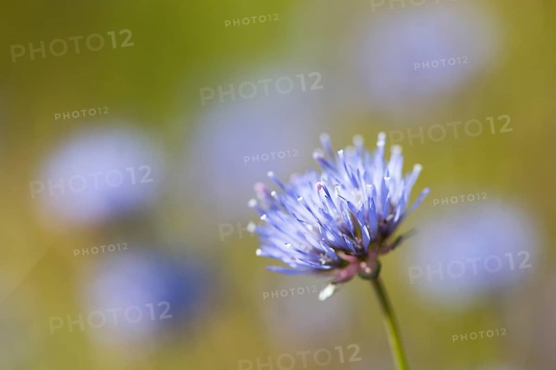 Sheep's bit scabious (Jasione montana)