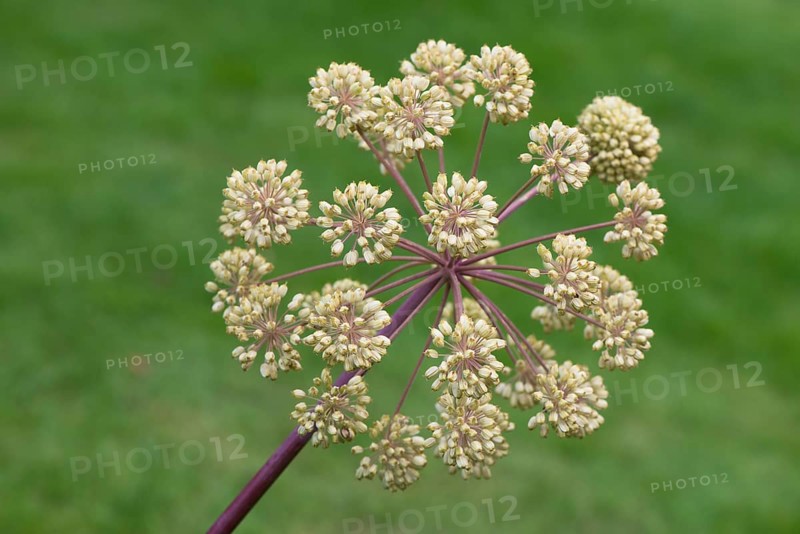 Garden angelica
