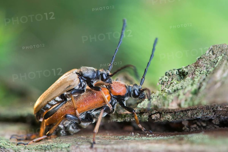 Red-brown Longhorn Beetles (Stictoleptura rubra)