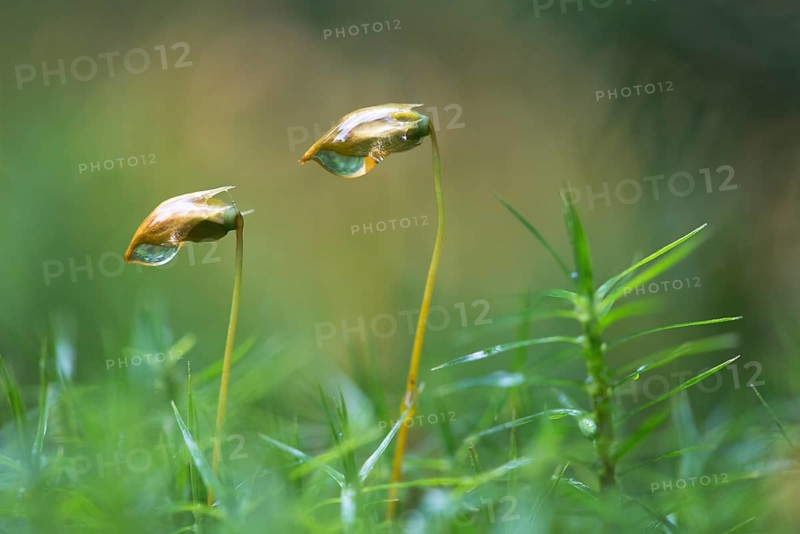 Bank haircap (Polytrichum formosum)