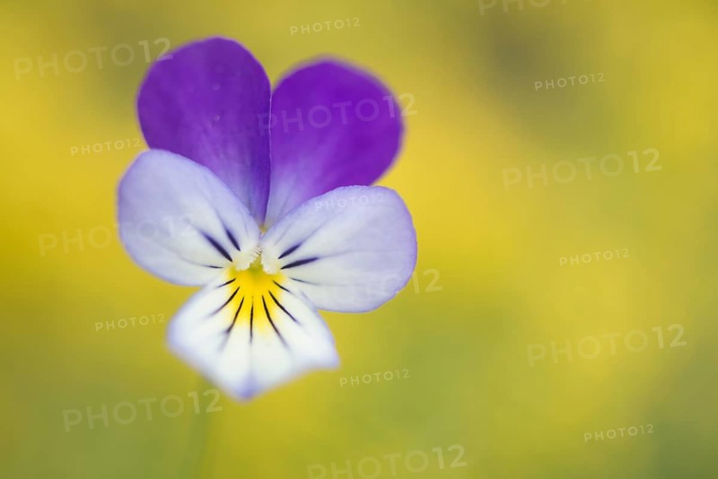 Heartsease (Viola tricolor)