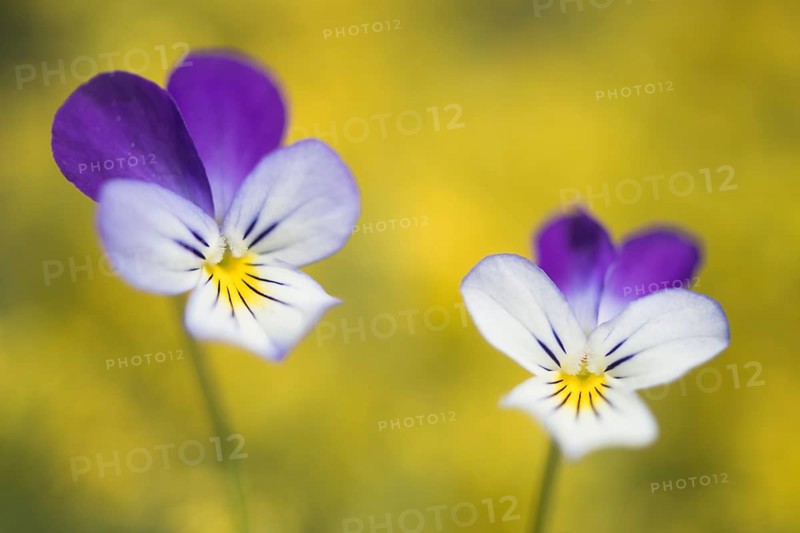 Heartsease (Viola tricolor)