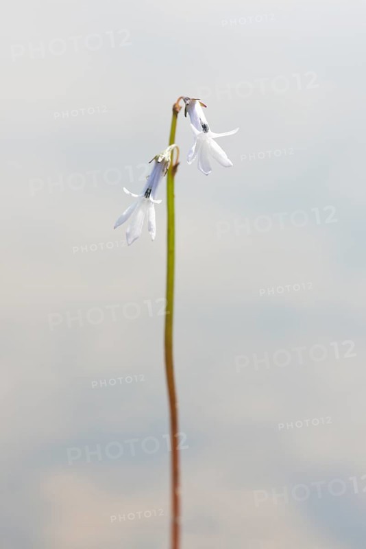 Dortmann's cardinalflower or water lobelia (Lobelia dortmanna)