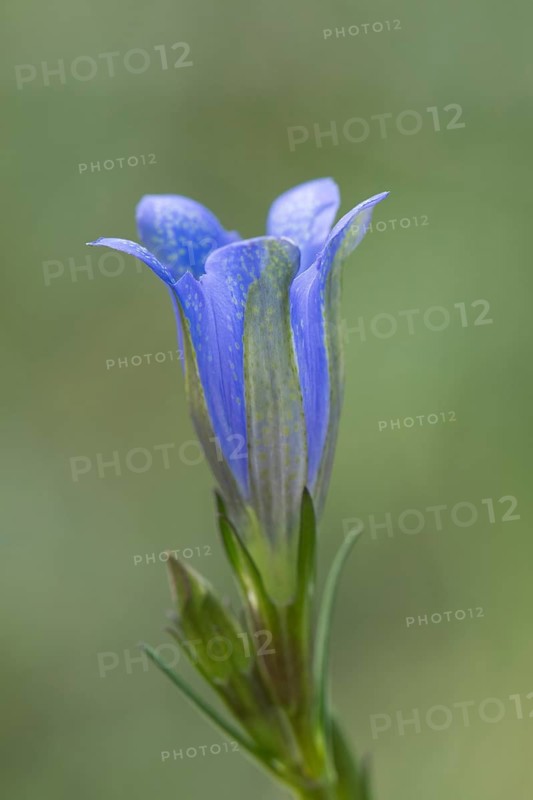 Marsh gentian (Gentiana pneumonanthe)