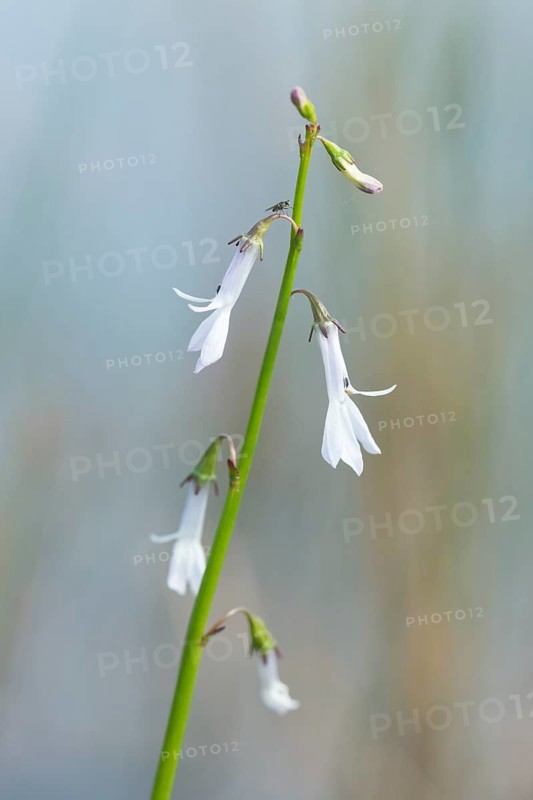 Dortmann's cardinalflower or water lobelia (Lobelia dortmanna)