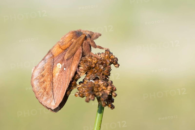 Drinker (Euthrix potatoria)