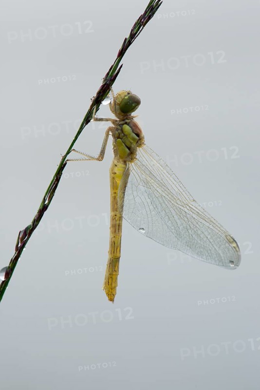 Newly hatched vagrant darter (Sympetrum vulgatum) against white background