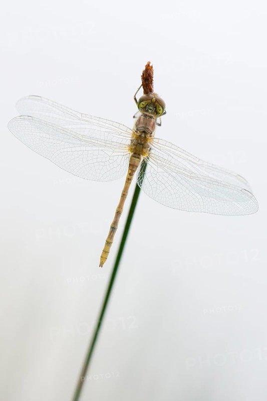 Newly hatched vagrant darter (Sympetrum vulgatum) against white background