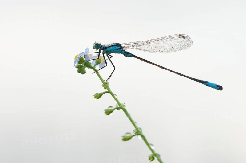 Azure damselfly (Coenagrion puella) on water forget-me-not (Myosotis scorpioides)