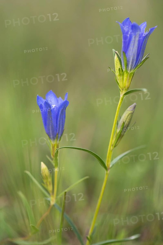 Marsh gentian (Gentiana pneumonanthe)