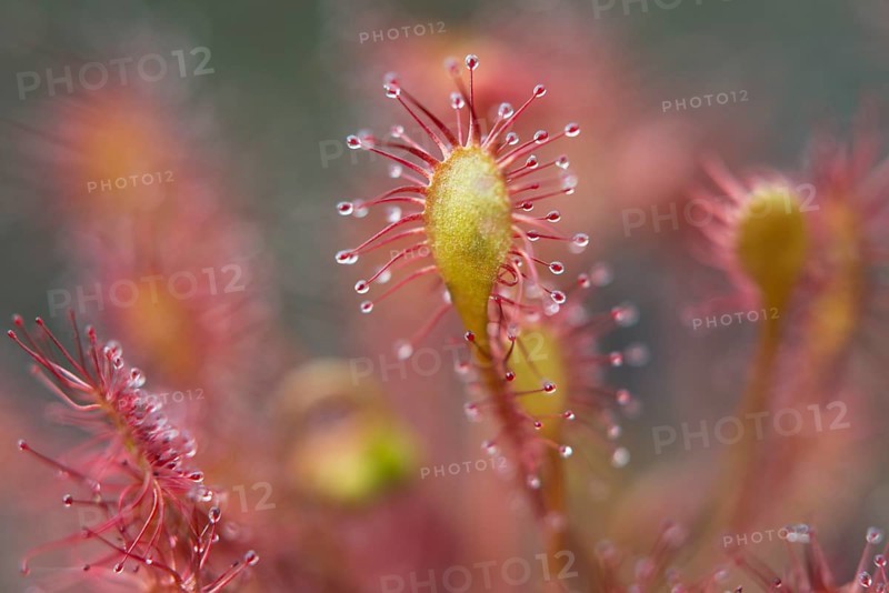 Spoonleaf sundew (Drosera intermedia)