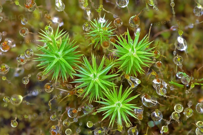 Common haircop moss (Polytrichum commune)