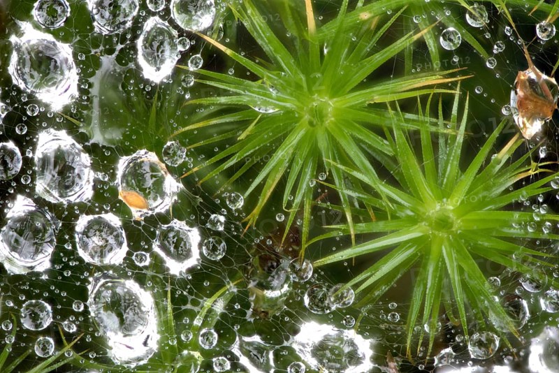 Common haircop moss (Polytrichum commune)