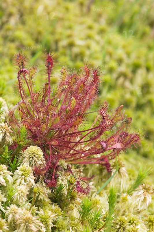 Spoonleaf sundew (Drosera intermedia)
