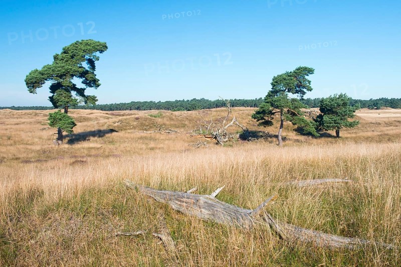 Pine trees (Pinus sylvestris) among the dunes
