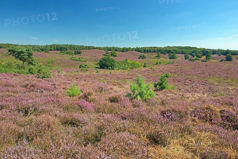 Heath (Calluna vulgaris)