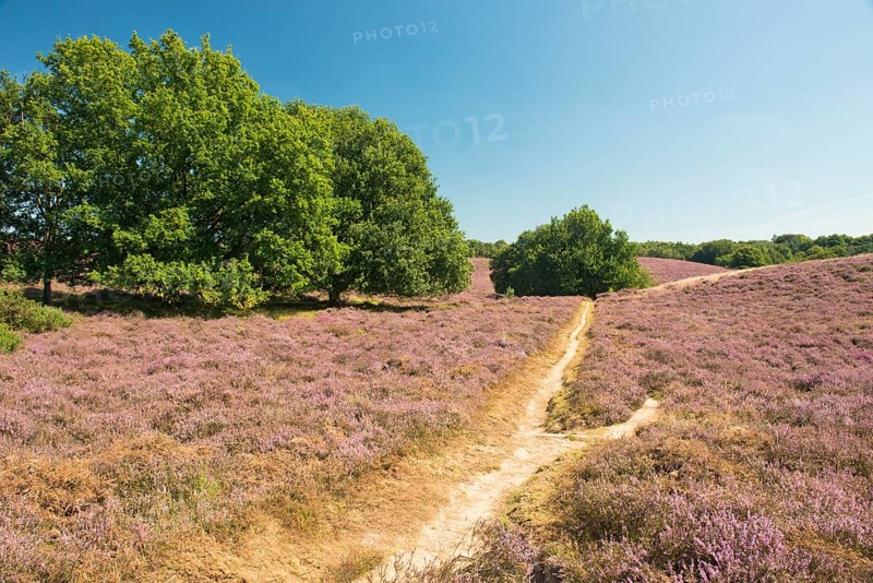Heath (Calluna vulgaris)