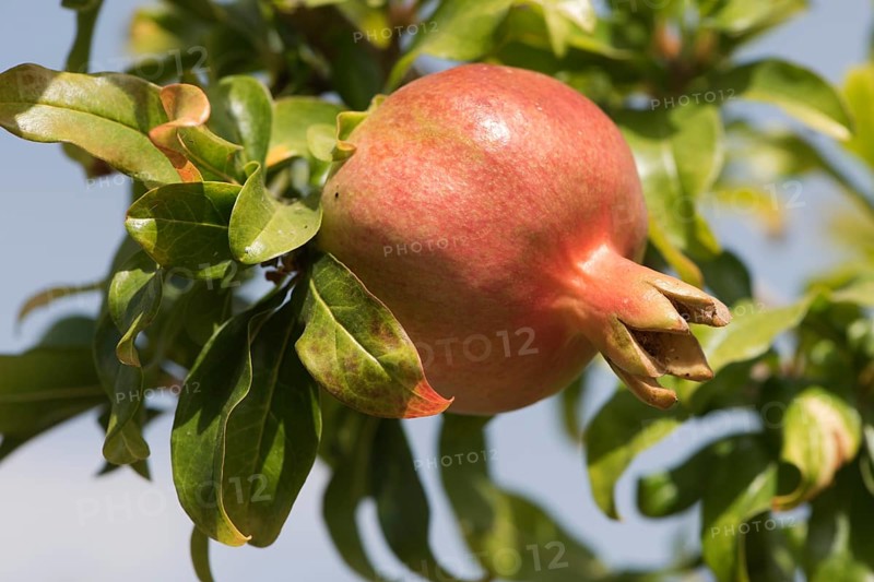 Pomegranate (Punica granata)