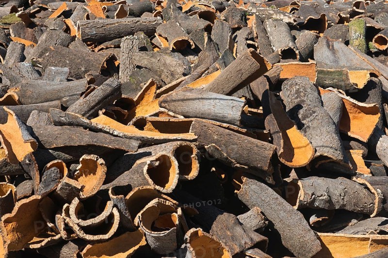 Peeled cork oak bark (Quercus suber)