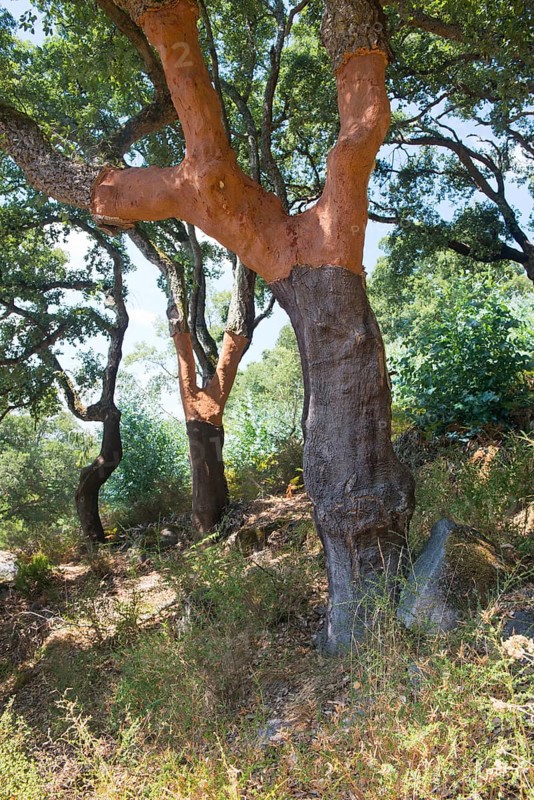 Cork oaks (Quercus suber)