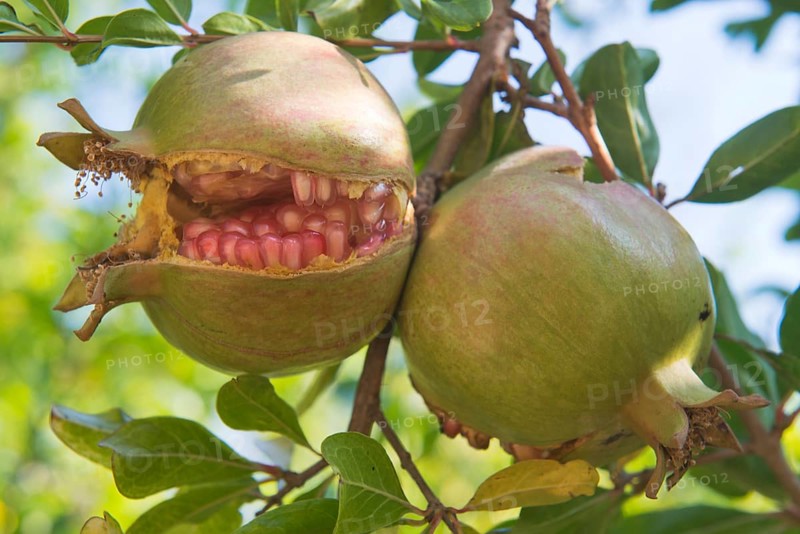 Pomegranates (Punica granata)