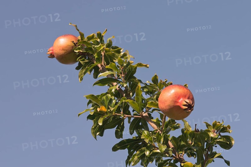 Ripe pomegranates (Punica granata) on the tree