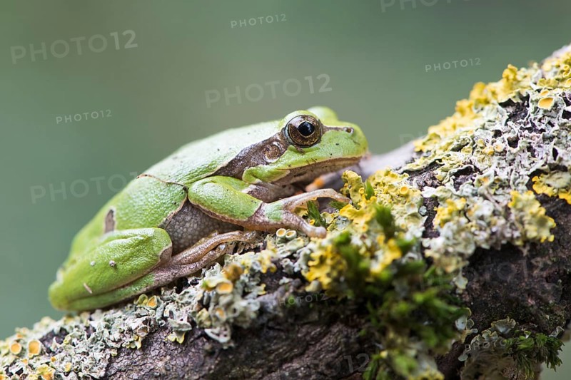 Tree frog (Hyla arborea) on mossy branch