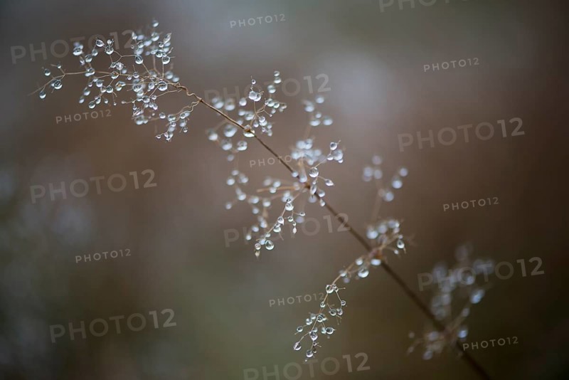 Dew drops on grass
