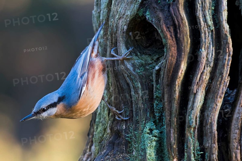 Eurasian nuthatch (Sitta europaea) on knothole