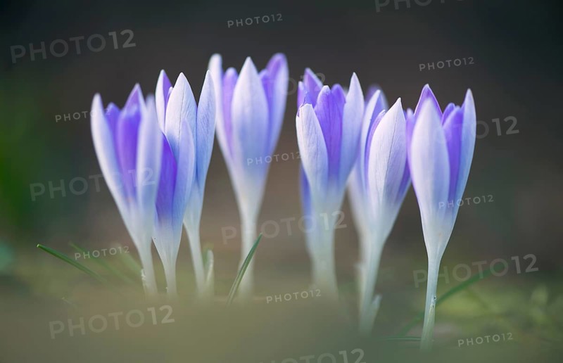 Early Crocus (Crocus tommasinianus)