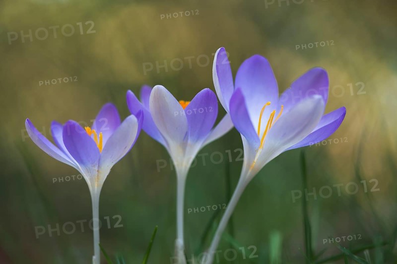 Woodland crocus (Crocus tommasinianus)