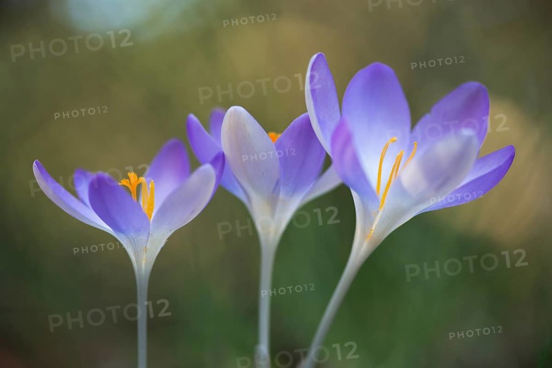 Woodland crocus (Crocus tommasinianus)