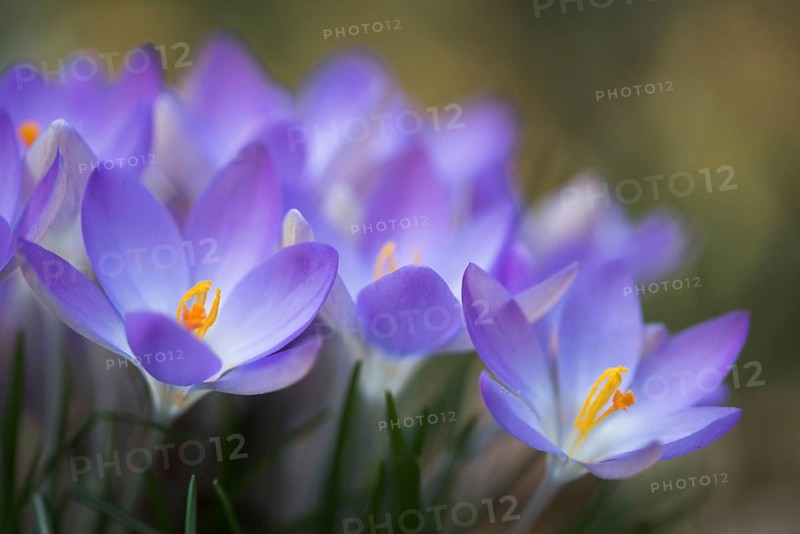 Woodland crocus (Crocus tommasinianus)