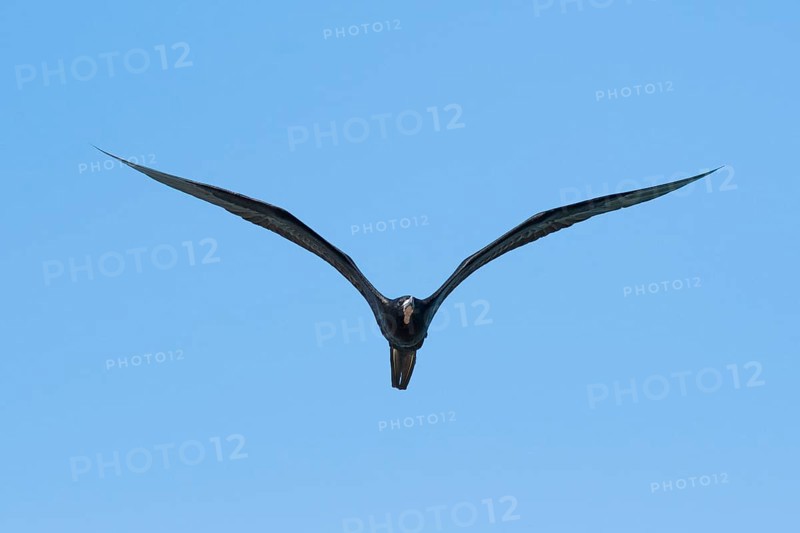 Magnificent frigatebird (Fregata magnificens)