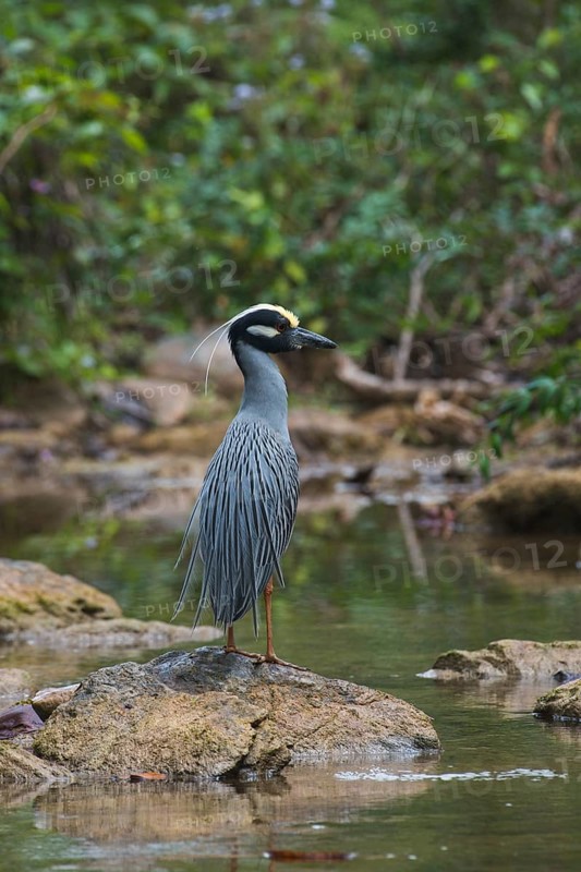 Yellow-crowned night heron (Nyctanassa violacea) stands on stone by the water