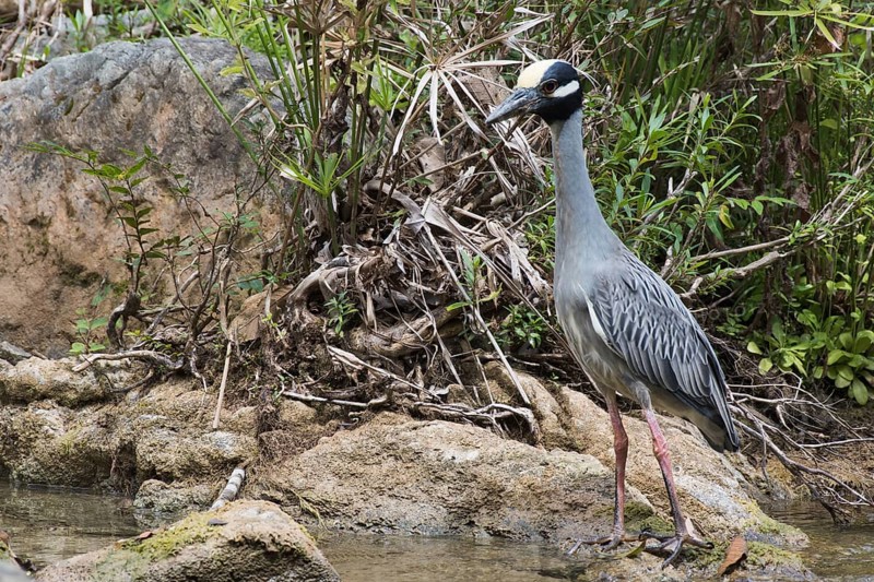Yellow-crowned night heron (Nyctanassa violacea) stands on stone by the water