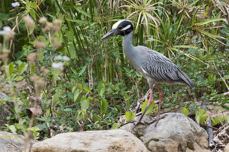 Yellow-crowned night heron (Nyctanassa violacea) stands on stone