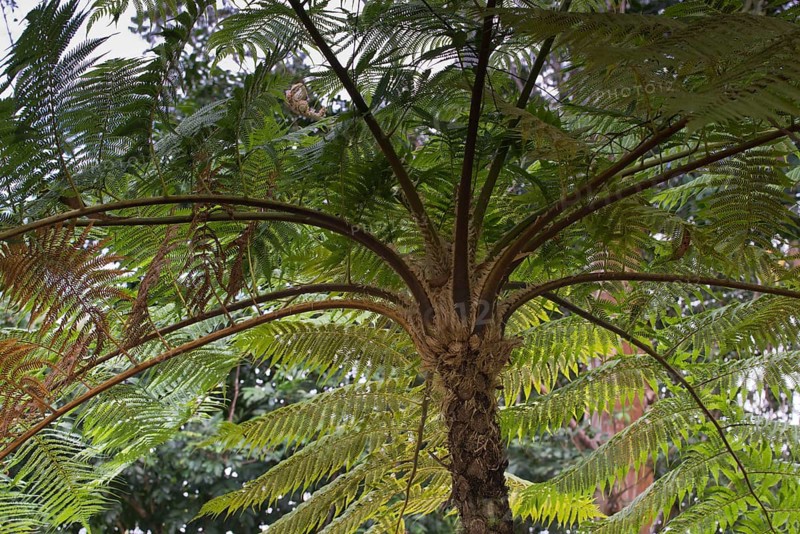 Tree fern (Cyatheales)