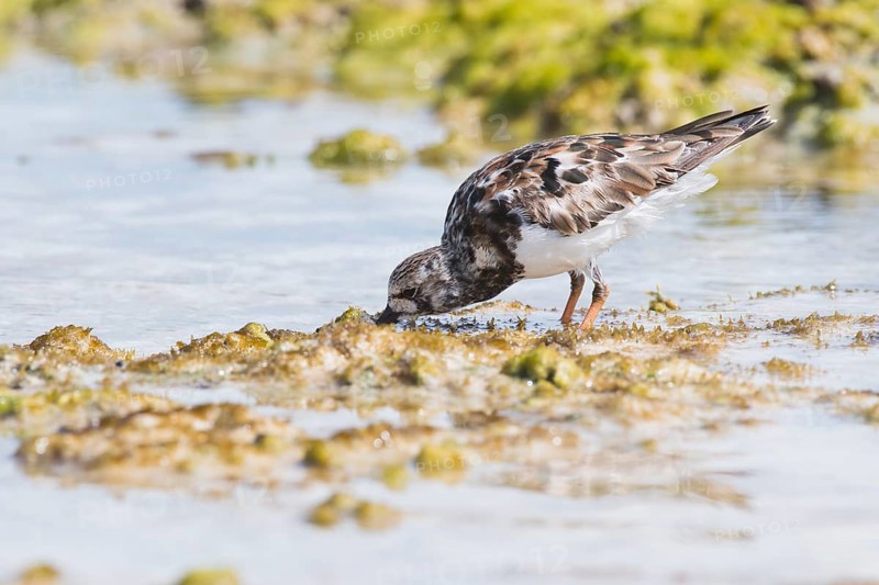 Ruddy turnstone (Arenaria interpres) foraging in shallow water