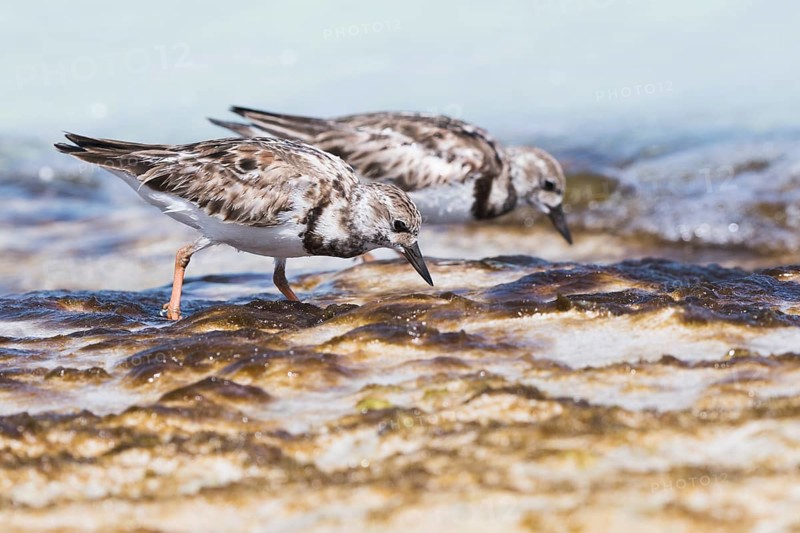 Two Ruddy turnstones (Arenaria interpres) searching for food in shallow water